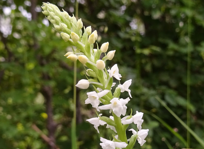 sono 2......Gymnadenia odoratissima ?....s !